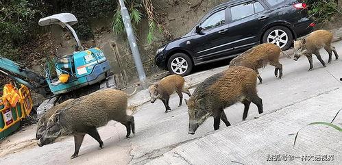 杭州高速野猪最新爆料事件