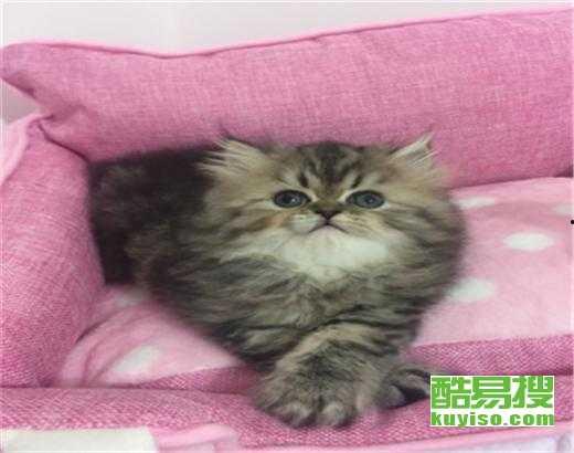 爆料最新款金吉拉,揭秘豪华座驾的尖端科技与时尚风采