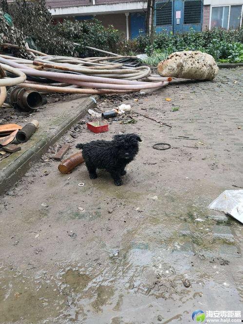 黑狗网事最新爆料,揭秘网络黑幕背后的惊人真相